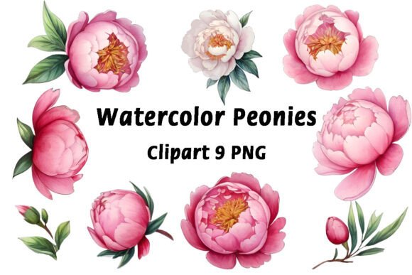 Watercolor Peonies Flowers Clipart Evaluation